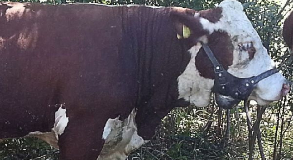 Buhaj ze znacznikiem rui Fot. BentleyFarm Szukarek - sposób na wykrycie rui w stadzie