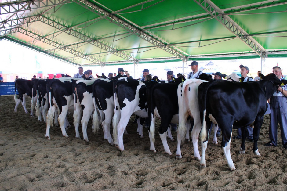 Hodowcy bydła mlecznego mieli dostęp do błędnych wyników oceny wartości hodowlanej samic, fot. Ł.Ch.