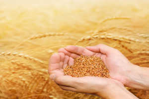 Rosja sprzedała pszenicę poniżej 170 euro za tonę