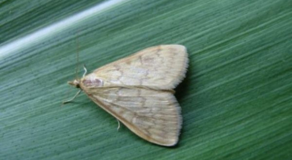 Motyl omacnicy prosowianki, fot. P. Bereś Motyle omacnicy w monokulturze kukurydzianej