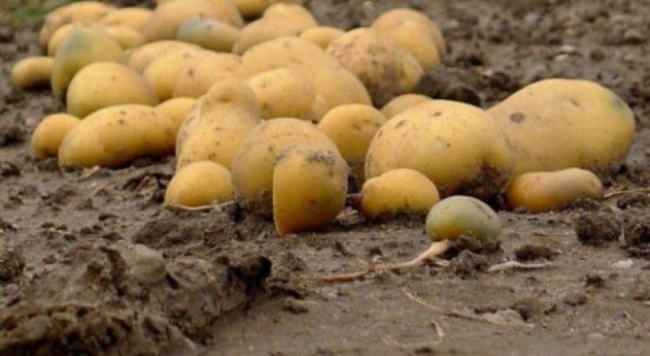 fot. farmer.pl Ceny ziemniaka w Polsce nieco wzrosły