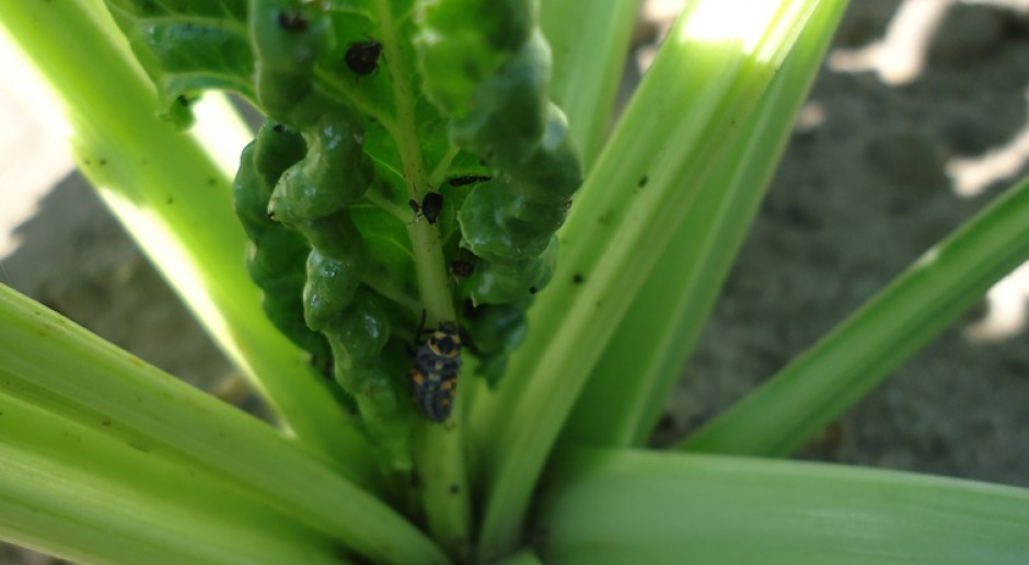 W ciągu całego swego życia, jedna larwa biedronki jest wstanie skonsumować około 600 mszyc. Fot. Anna Kobus Inwazja mszyc w buraku – potrzebna interwencja insektycydowa