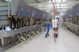 Rolnicy będą mogli zapłacić kary za przekroczenie kwot mlecznych w ratach