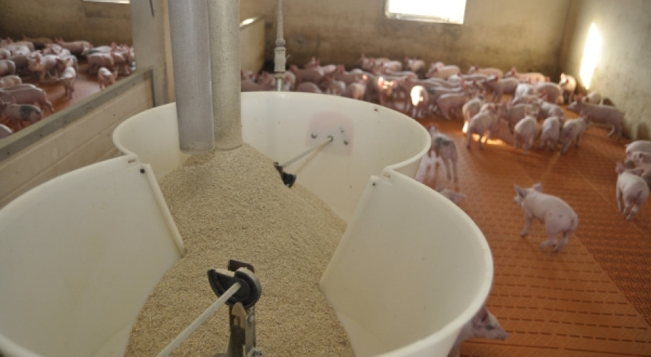 fot. farmer.pl Potrzebna rewizja procesu podejmowania decyzji w sprawie GMO