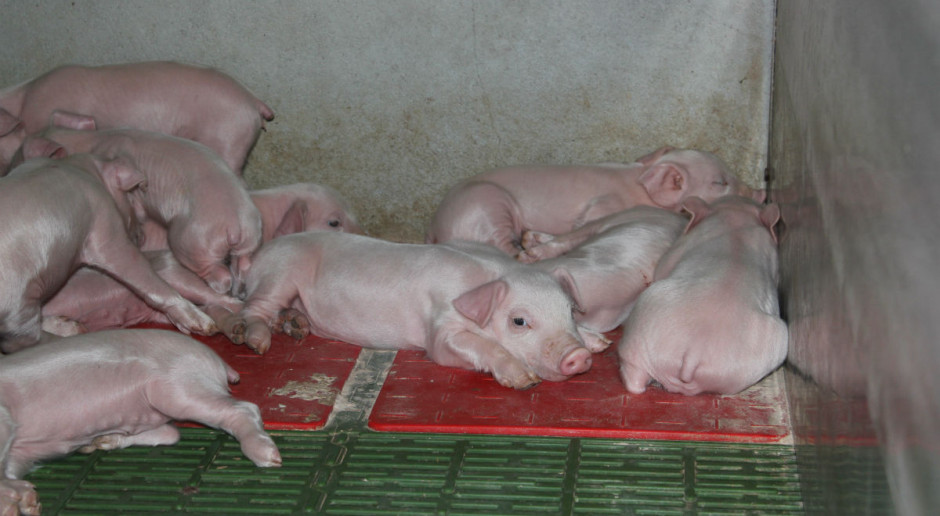 Szansą dla producentów prosiąt na przetrwanie trudnych okresów na rynku jest cięcie kosztów produkcji. fot. id Ile kosztuje produkcja prosiąt?
