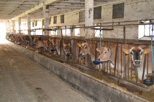 Zasady odstępstw w utrzymywaniu bydła w rolnictwie ekologicznym