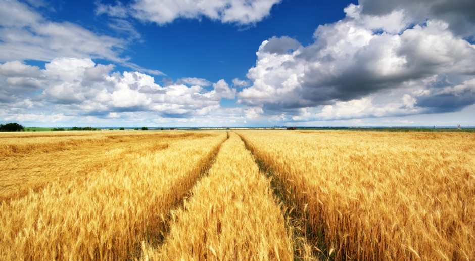 Światowa produkcja zbóż w 2024 r.ma być wyższa od średniej w latach 2012-2014 (Fot. pixabay.com) UE będzie traciła swoją pozycję na światowym rynku zbóż