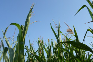 Zagrożenia w czasie wiechowania kukurydzy