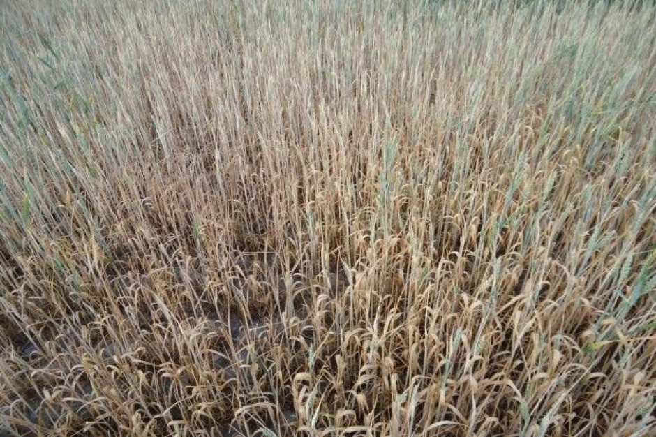 Stan plantacji zbóż jarych w okolicach Kutna, fot. A. Kobus