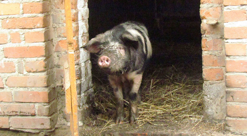 Obecnie w naszym kraju powstaje coraz więcej ferm nastawionych na intensywną produkcję prosiąt czy żywca wieprzowego. fot. BW Produkcja w zgodzie z naturą