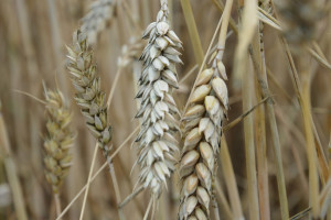 Stan plantacji zbóż w Wielkopolsce