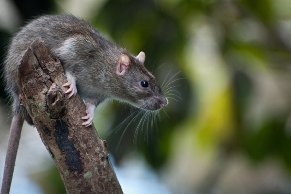 W zwalczaniu szczurów najlepiej sprawdzają się preparaty na bazie antykoagulantów (fot. Shutterstock)