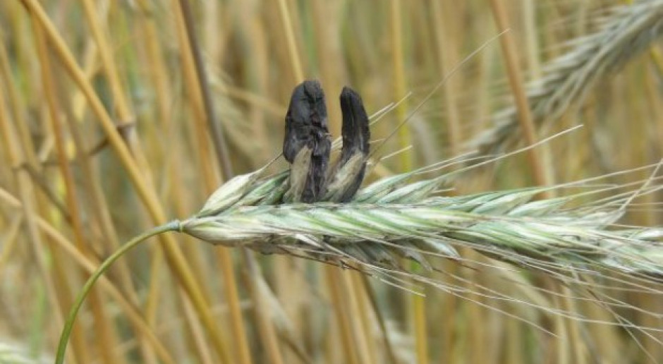 Zanieczyszczenie sporyszem najczęściej występuje w przypadku żyta i pszenżyta (fot. Farmer.pl) Uwaga na sporysz w paszach dla świń
