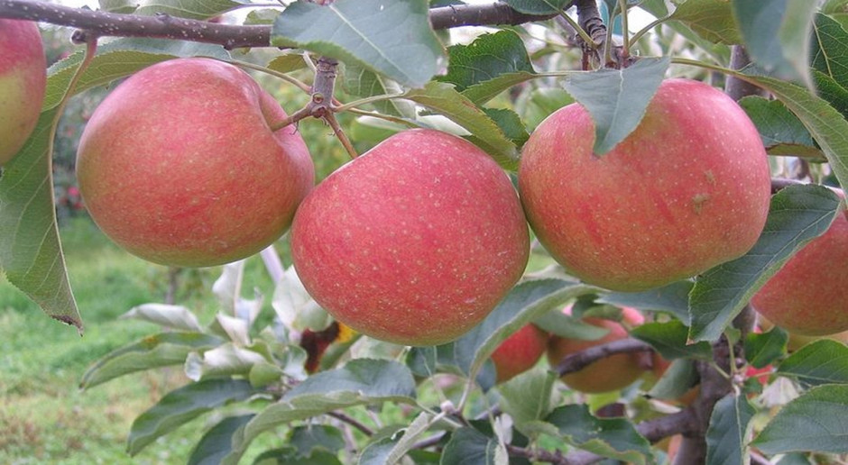 Według projektu KE polscy producenci jabłek i gruszek dostaną rekordową pomoc