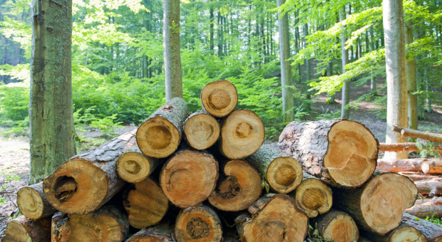 MŚ: mniejsze opłaty i kary za wycinkę drzew