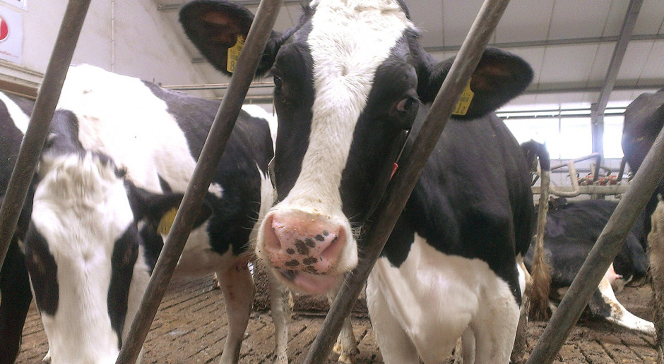 Rozród bydła mlecznego jest obszarem, któremu należy poświęcić najwięcej czasu i uwagi. fot. farmer.pl Gdzie leży problem w rozrodzie krów mlecznych?
