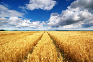 Ukraina: Większe zapasy zbóż niż przed rokiem