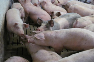 Upały sprzyjają agresji wśród świń