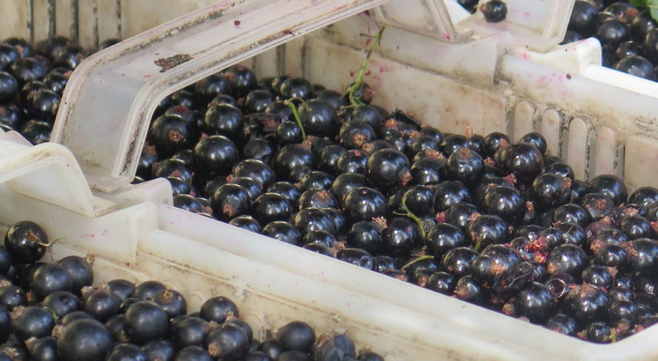 Na 800 zł wsparcia do ha plantacji mogą liczyć producenci porzeczek poszkodowani przez suszę. fot. MP Nalewajk: producenci porzeczek mogą dostać 800 zł wsparcia do hektara
