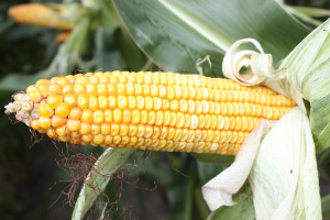 Będzie dobra dostępność wysokiej jakości nasion kukurydzy