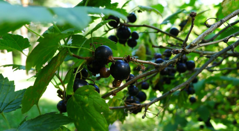 Wiceminister Nalewajk skorygował planowaną wysokość pomocy dla producentów porzeczek do 600 zł na hektar. fot. flickr.com Wysokość pomocy dla plantatorów porzeczek jest obecnie negocjowana