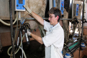 Włochy: Rośnie wydajność mleczna krów HF