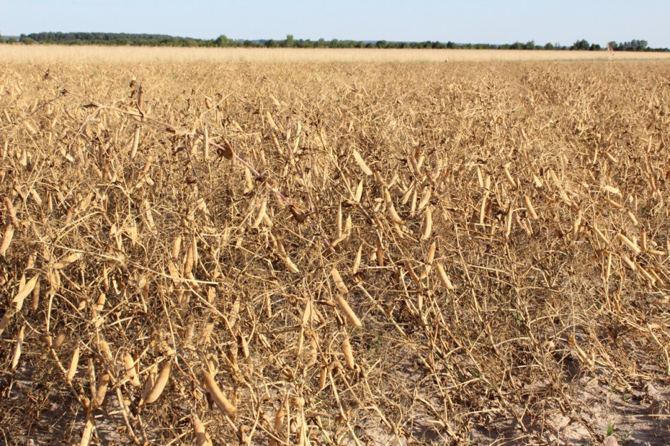 W tym roku plony grochu są bardzo zróżnicowane, w regionach suchych średnio wypadają do 2 t/ha, dla pozostałych rejonów wynoszą od 3-4 t/ha. fot. farmer