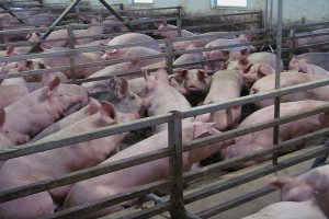 O czym pamiętać stosując groch w żywieniu świń 
