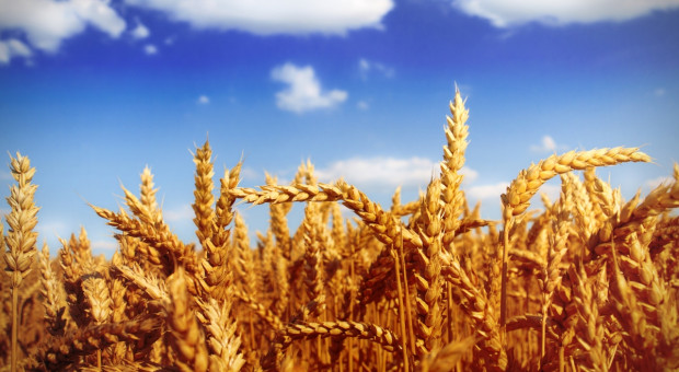 IGC: Mniejsze szacunki zbiorów pszenicy i  kukurydzy