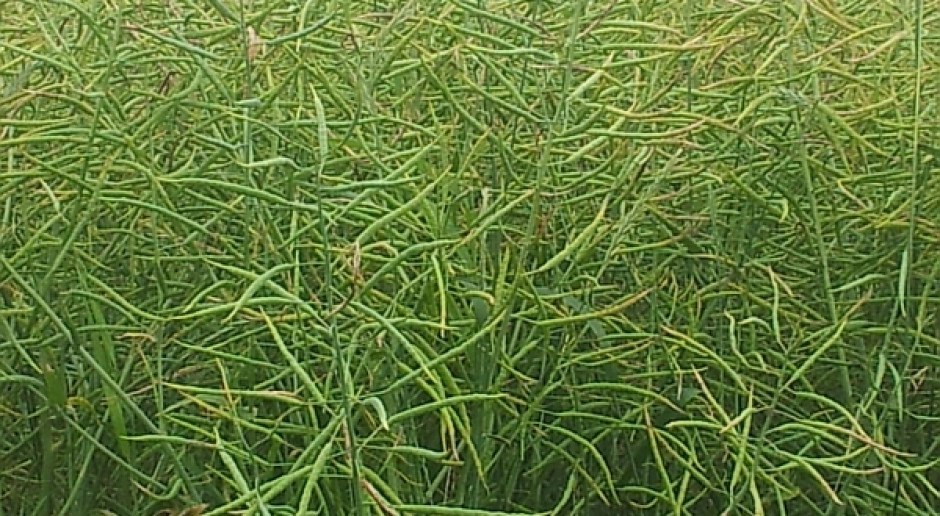 Rzepak i canola do góry