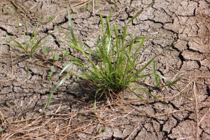 KRIR za zmianami zasad  monitorowania i ogłaszania stanu klęski suszy
