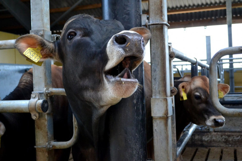 Niemcy:  Tönnies zamyka zakład ubojowy z powodu braku bydła;