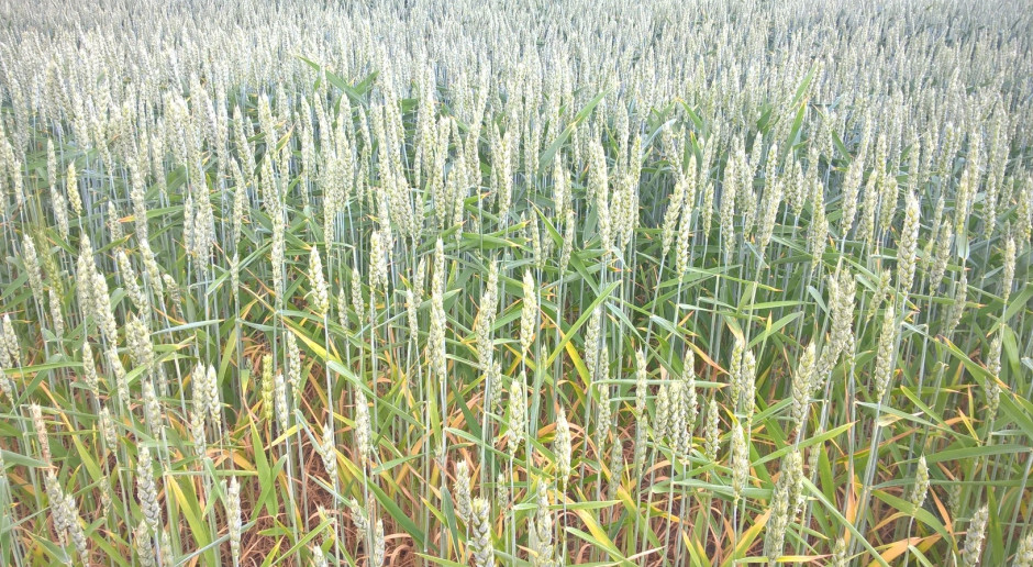USDA podnosi prognozę światowej produkcji pszenicy do historycznego rekordu