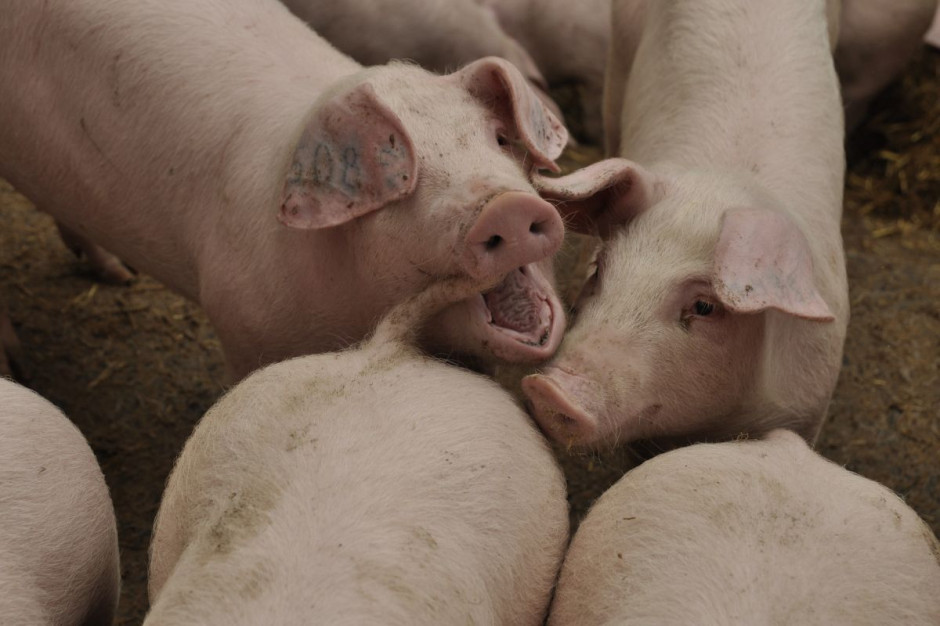 Przypadki agresji i kanibalizmu wśród świń mogą wynikać z niedoborów pewnych substancji odżywczych (fot. BW)