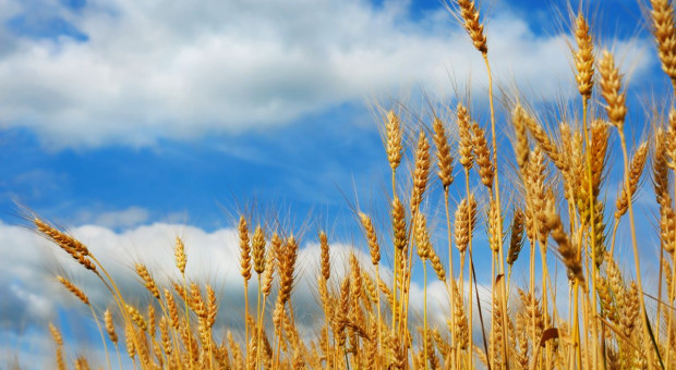 MRiRW: Elewarr ma znaczenie w stabilizacji rynku zbóż