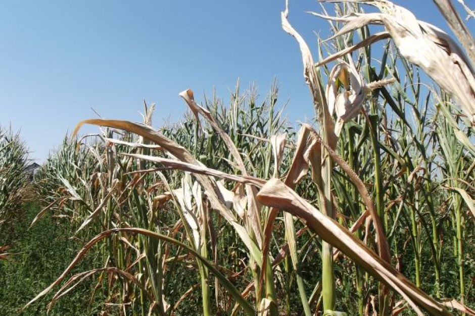 Tegoroczny plon kukurydzy jest wyjątkowo słaby Fot. Łukasz Głuchowski