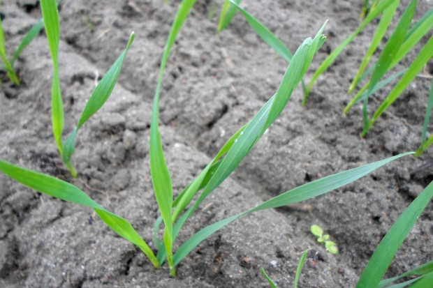 Zaprawianie ziarna jest pierwszym chemicznym zabiegiem, który chroni zboża przed atakiem wielu grzybów chorobotwórczych.Fot. farmer.pl Ochronić wschodzące zboża