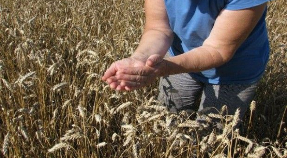 Plonowanie pszenicy w dośwaidczeniach COBORU wysokie, fot. MT Plonowanie pszenicy w badaniach COBORU zaskakująco wysokie