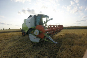 Limagrain: Wyniki plonowania zbóż i grochu 