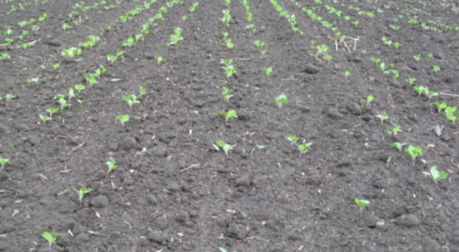 W temperaturze powyżej 20°C środki z grupy pyretroidów nie są w pełni skuteczne. fot. farmer.pl Walka ze szkodnikami w wysokich temperaturach