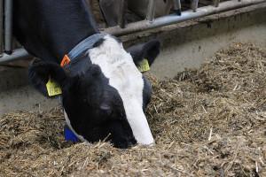 Planowanie zapotrzebowania pokarmowego krów mlecznych