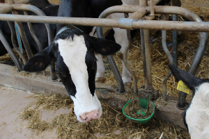 Zarządzanie małym stadem krów mlecznych