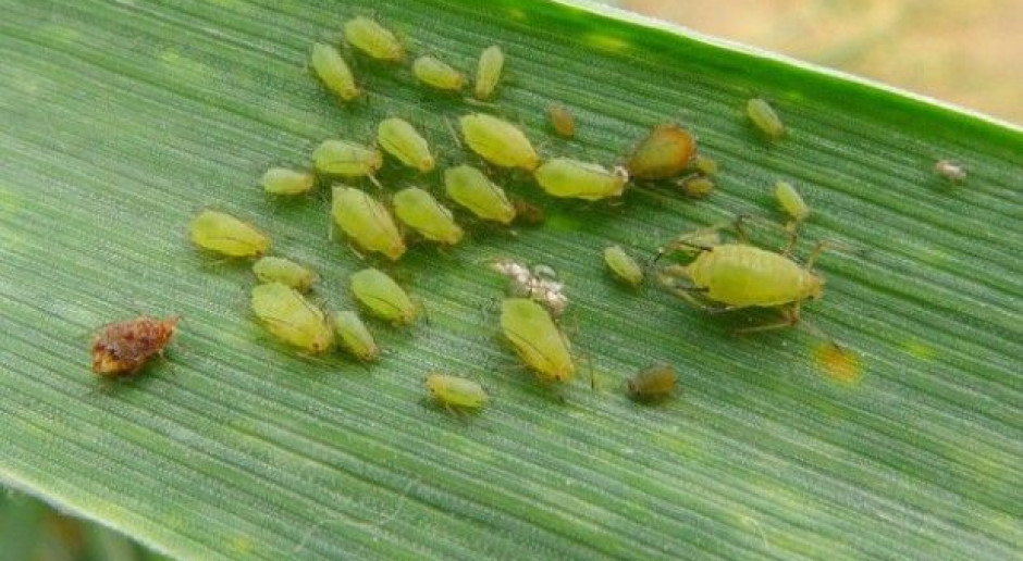 Mszyce są wektorami chorób, fot. farmer.pl Brak nalistnych preparatów na mszyce w jęczmieniu jesienią