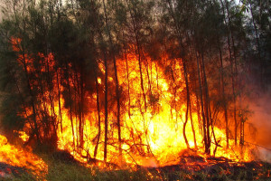 MSW: Rekordowa liczba pożarów w lipcu i sierpniu