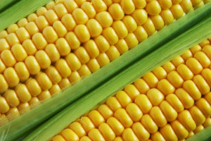 Polska wprowadzi zakaz upraw GMO na nowych zasadach
