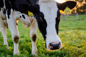 Sawicki: KE proponuje 300 mln euro dla producentów mleka; to za mało