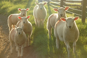 PE chce zakazu klonowania zwierząt w UE
