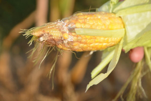 Słonecznica i piętnówki na kukurydzy, zagrożenie ze strony fuzariozy kolb