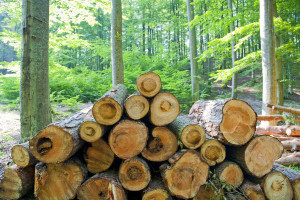 W 2015 r. zysk Lasów Państwowych szacowany na ok. 400 mln zł