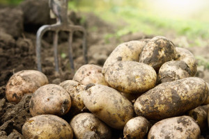 Znacząco niższe zbiory ziemniaka, susza odbiła swoje piętno